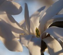 Star magnolia closeup