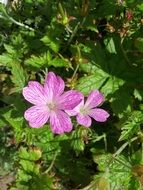 Pink scots purple in nature