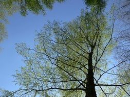 green tree in a german forest