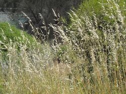 grass Wheatgrass