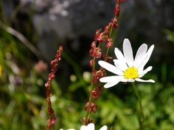 bright daisy flower on meadow