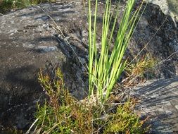 incredible beauty grass