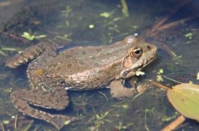 toad in the water in the pond