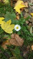 white daisy among autumn leaves