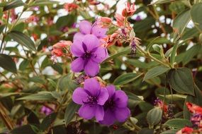 purple flowers of glory bush