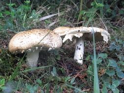 two white mushrooms in the forest