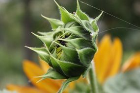 young sunflower on the field