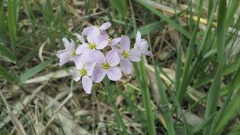 tender spring flowers in green grass