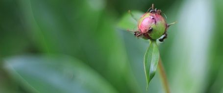 bud flower close-up on blurred background