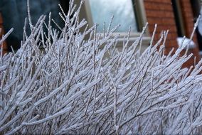 ice covered plant