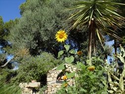 decorative sunflower in a garden