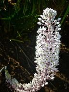 white flower sicilia planta