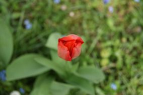 lonely red tulip flower