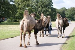 two camels in the park