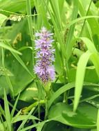 purple flower near green grass