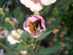purple tulip with a bee