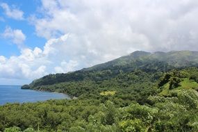 mountain with green plants near the ocean