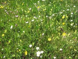 meadow flowers