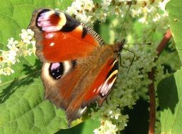 colorful butterfly on the flowering plant