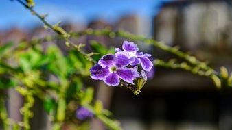 unusually beautiful purple flower
