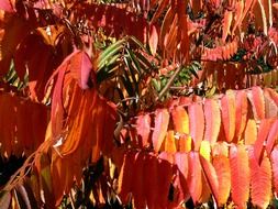 Picture of the red autumnal trees