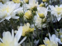 gorgeous white green flower