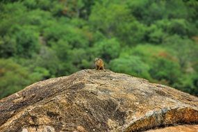 extraordinary beautiful rock squirrel