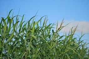 green corn on the field