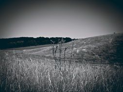 meadow and distant forest, black and white landscape