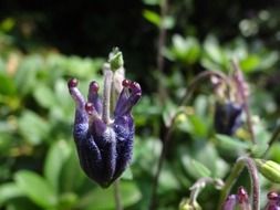 delightful beauty purple flower