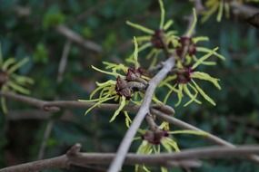 fhamamelis mollis, tree blossoms close up