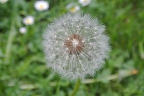 white dandelion seeds closer view