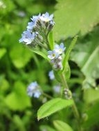 myosotis arvensis or forget-me-not