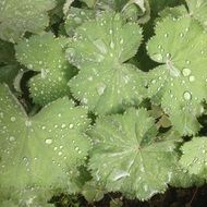 plant leaves in dewdrops