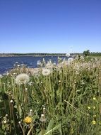landscape of dandelion plants on lake coast