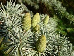 green cone cones on a branch