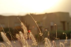 grass at the sunlight