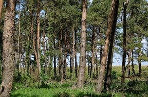 pine forest on sunny day