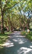 walkway in the sunny park