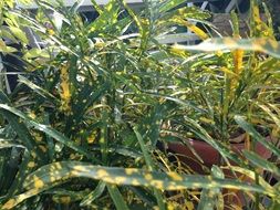 potted plants in the glare of light and shadow