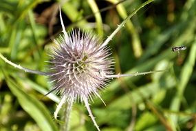 autumn thistle with bee closeup