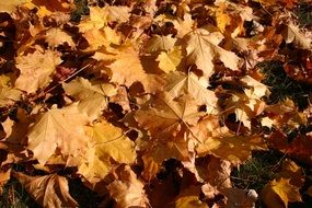 autumn leaves of maple in the park