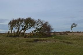 tree bush in green field