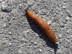 brown snail without armor on the stone