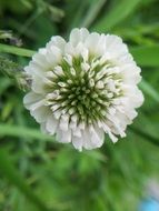 macro photo of white clover plant