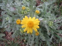 senecio vernalis is a herbaceous plant