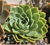 Desert succulent flower