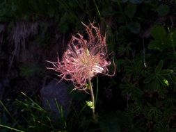 Pink flowers on the mountain