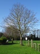 playing field in spring