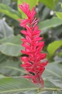 tropical scarlet plant